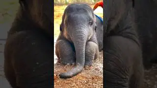 Yah Kitna Masoom chehra 🙆#elephant video