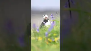 Photographing puffins in the bluebells #shorts #puffins #bluebells #isleofmull #spring