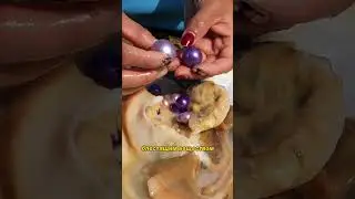 🐚 Как на самом деле появляются жемчужины💎 #шортс
