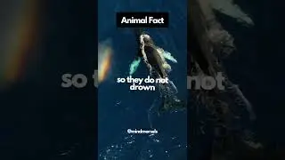 Whale Sleep With Half A Brain #shorts #animalfacts