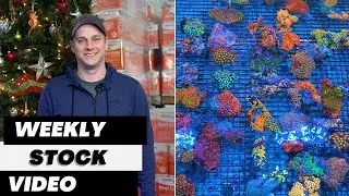 Ep. 111: Eye Catching Coral Weekly Stock Video 12.26.25