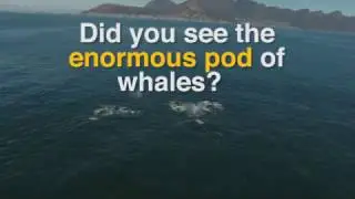 Drone footage captures pod of 60 humpback whales off Cape Town coast