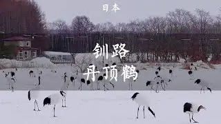 冬季的北海道钏路是观赏丹顶鹤的绝佳之地【痒痒看世界】