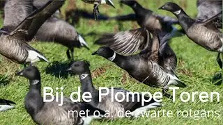 Vogels kijken bij de Plompe Toren met o.a.  zwarte rotgans #1434