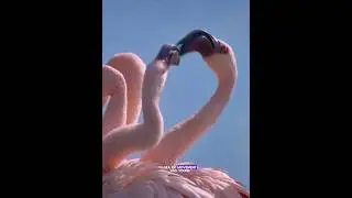 Этот фламинго отправляется на свидание вслепую. #животные