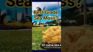 Have You Seen Sea Moss Directly From St.Lucia #seamoss #wellness #theysource