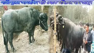 গাজীপুরের আমরাইদ হাট থেকে মহিষের দাম জানুন ।@SafolloTv #cow #hat ।আমরাইদ গরুর বাজার
