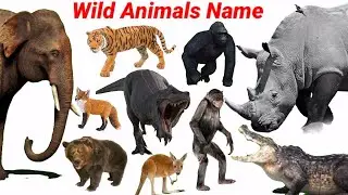 Wild Animals Video | Animals Name Tiger, Lion, Dainosar, Rhino | Education Video | Animals Sounds ||