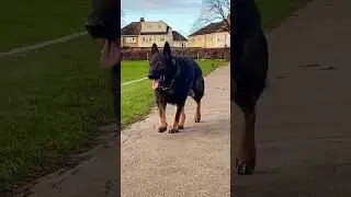 Working line GSD