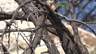 Striped Woodpecker (Dryobates lignarius) | Carpinterito | Canal El Carmen, Huechuraba (CHILE) (2)