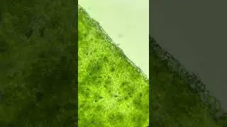 И это всего лишь огурец 🥒🔬 #микроскоп #подмикроскопом