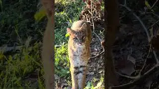 The Elusive Appalachian Mountain Kitty #hunting #outdoors #deer