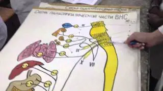 Симп. и пара симпатические нервные части ВНС
