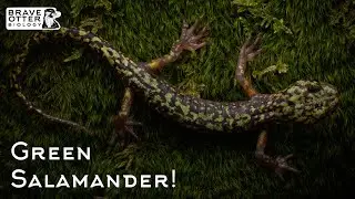 Searching for a Rare Salamander in the West Virginia Highlands!