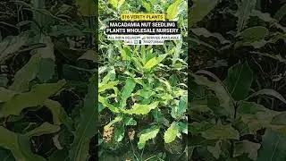 MACADAMIA NUT SEEDLING PLANTS NURSERY #FARMING ORIGINAL 816 VERITY PLANTS AVAILABLE CALL📱7002728844