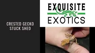 Removing Stuck Shed on Baby Crested Geckos