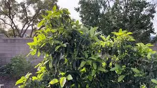 Is the Sir Prize avocado tree an overgrown weed? Better options available