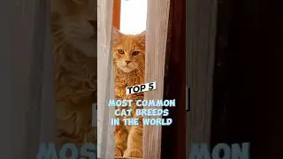 Top 5 Most Common Cat Breeds in the World! (Number 1 Is Over 50%!)#catbreed #catlovers