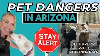 Pet Safety in Arizona | Moving to Arizona With a Dog | Living in Arizona