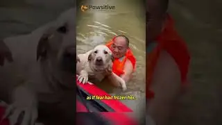 Three Days in the Flood A Dog Waits for Her Owner #rescuedog