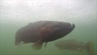 trout mating call