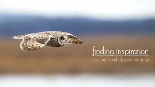 Finding Inspiration | New England & Texas Wildlife Photography