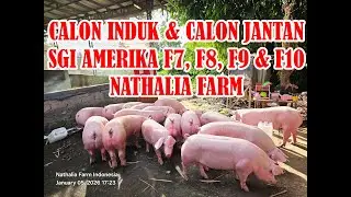 PEMILIHAN INDUK & JANTAN TERBAIK SGI AMERIKA NATHALIA FARM