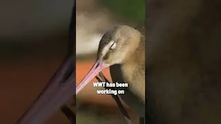 Saving black-tailed godwits #birds #wildlife #nature #conservation