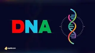 DNA Structure and Replication Explained | DNA Mutation and Repair