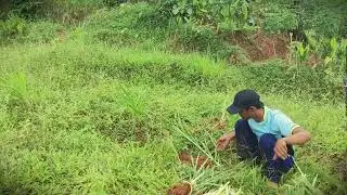 Farmer Wisdom: Selecting the Best Grass Seedlings _FarmersLife _Shorts