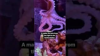 How to tell if an octopus is male or female