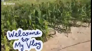 EXPLORING THE WAFRA FARM KUWAIT #exploring #wafrafarm #viralvideo #ofw #kuwait 🇰🇼🌴🌽❤