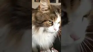 Big Fluffy and Adorable MaineCoon Cat | Luna Purrs | #shorts
