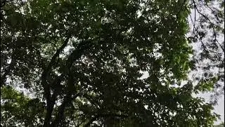 A large tree standing in the vibrant atmosphere of the city...#foryou #city #sound #shortvideo