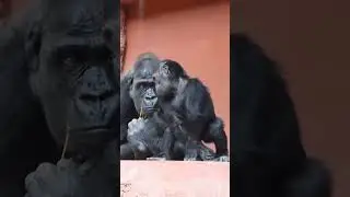 Baletka Mobi 😂🦍 Budouc&iacute; nejmlad&scaron;&iacute; členka&nbsp;czechnationalballet&nbsp;😁 #ZooPraha #PragueZoo