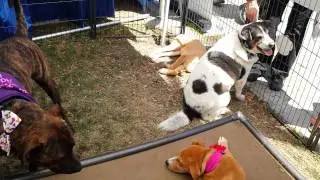 Pet Expo 2014