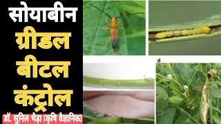 सोयाबीन ग्रीडल बीटल कैसे कंट्रोल करें ? Soybean Girdle Beetle Life Cycle & Control. Soybean Stem Fly
