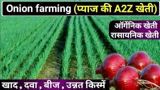 Onion farming | Organic Kheti | Pyaj ki kheti | प्याज की उन्नत खेती | Onions | A 2 Z Farming | प्याज