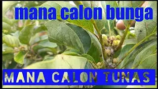 perbedaan calon bunga dan calon tunas pada pucuk alpukat