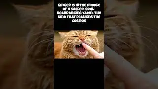 Ginger Cat Gets Interrupted and the Look Says It All!