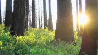 Help Stop Westside Post-Fire Logging Proposal