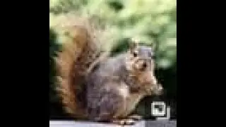 Squirrel 🐿️ Flapping Tail At Wood Pecker LOOK At Top Left Of Video Drinking Water WARNING I'm here