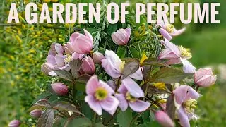 How to grow a Perfumed Garden