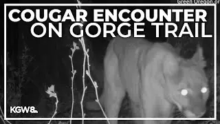 Angel's Rest Trail temporarily closed after cougar sighting