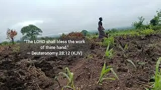 Planting Cowpeas After the Rain | My Morning on the Farm