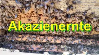 Akazienernte #wirmachendas
