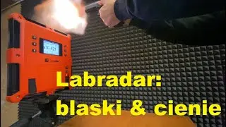 Labradar: blaski i cienie. Największe wady i zalety, ocena przydatności