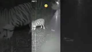 Tiger and the deer 😲 baby#tiger#deerbaby🐅