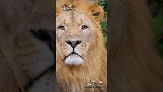 So AmA media🐞 brings you: The lion's roar 🦁 #animals #shortsviral #likesharesubscribe