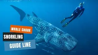 Whale Shark Snorkeling Guide | How to Have the Best Experience